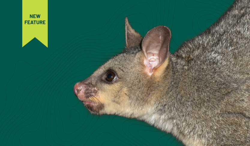 Report Possum Sightings in Whangārei Heads!