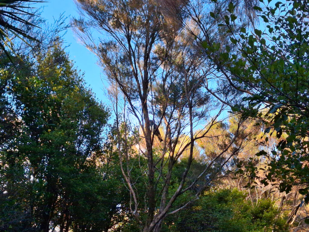 Kereru spotted at Kauri Mountain.