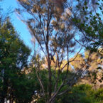 Kereru, wooden pigeon perched up a tree