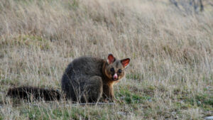 Possum by Geoff Wilson